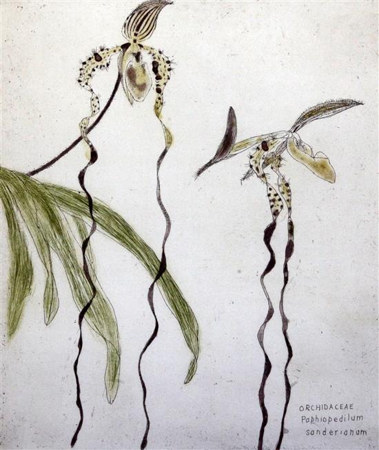 Elizabeth Blackadder (1931-) Orchidaceae Paphiopedilum Sanderianum, overall 25 x 20in.